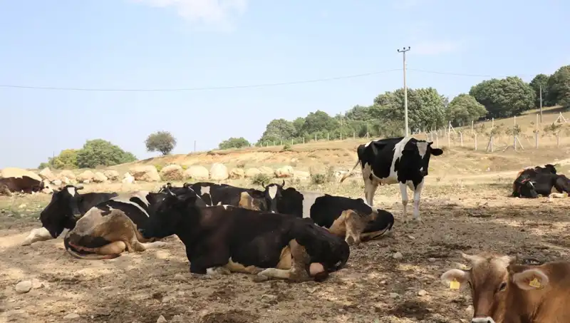Şap Hastalığına Karşı Kritik Önlem: 22 Köyde Giriş-Çıkış Yasaklandı