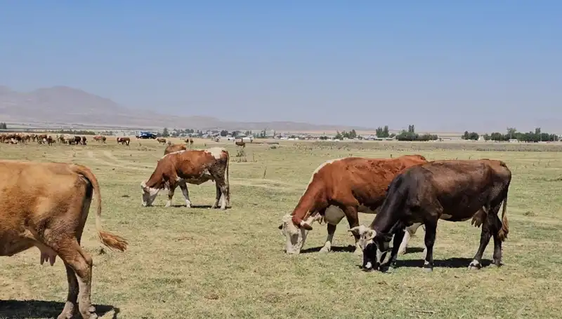 Arin Gölü Kurudu! Su Krizi Kapıda, Tarım ve Ekosistem Tehlikede